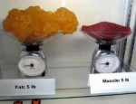 fat muscle