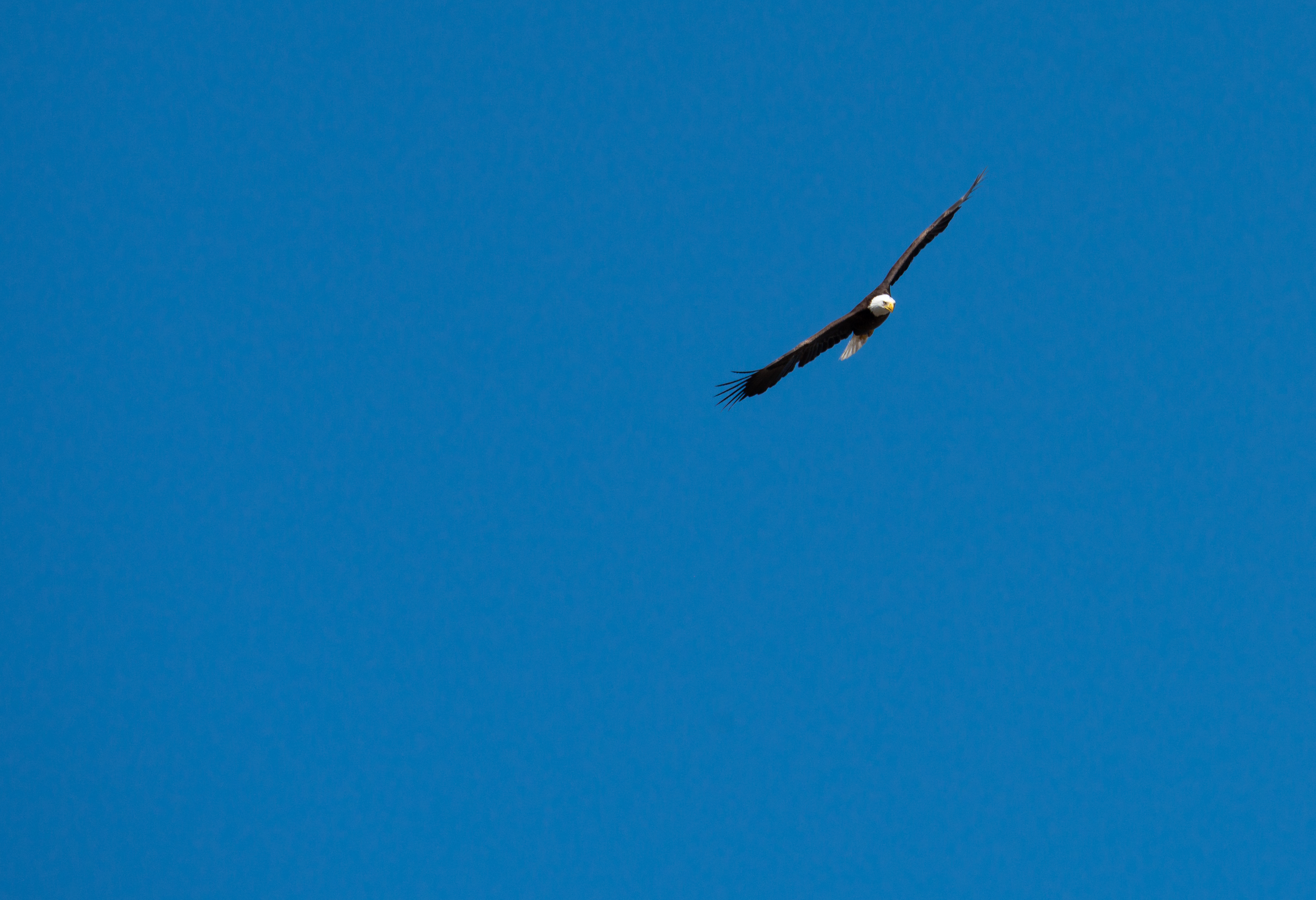 eagle small canvas