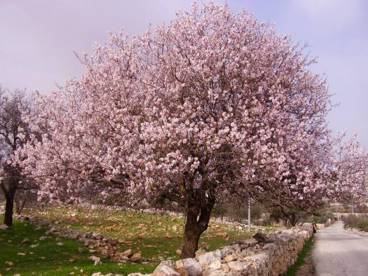 almond tree