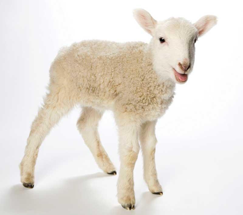 messiah lamb